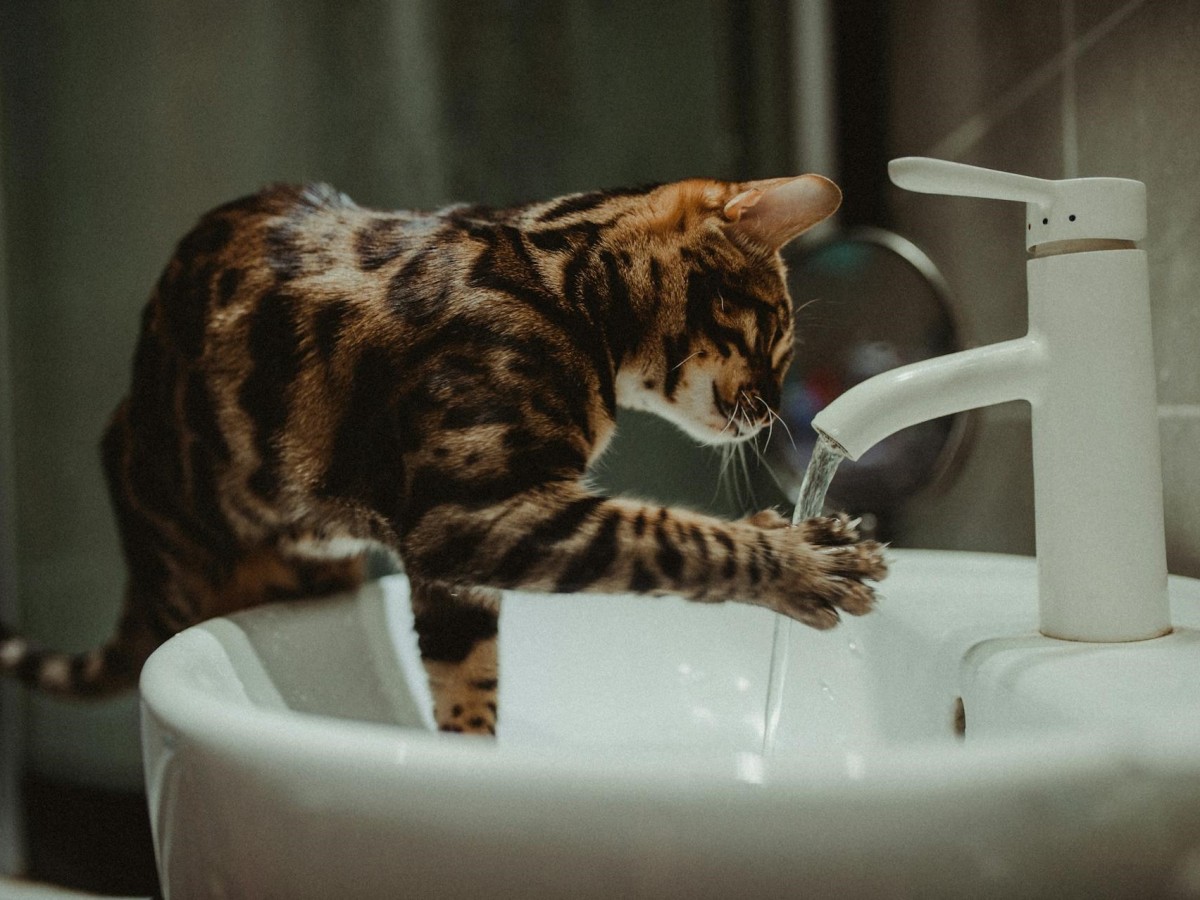 Kot bawiący się wodą z kranu