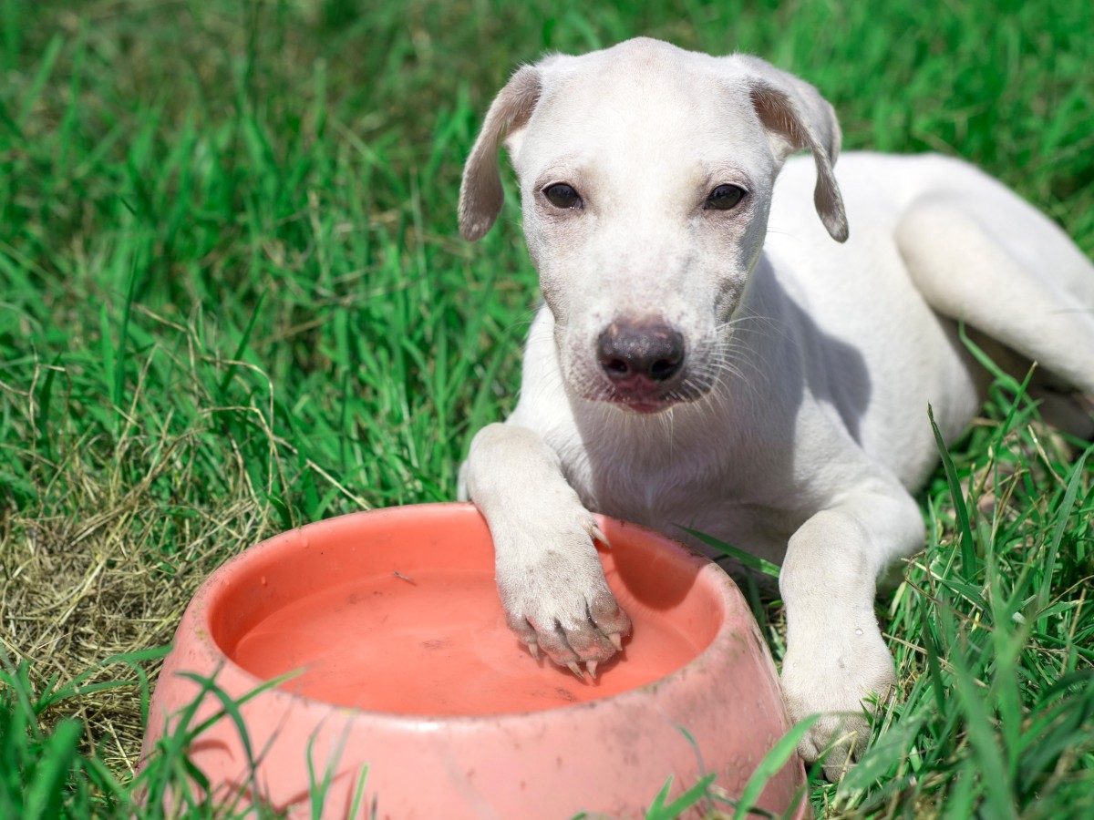 Pies z miską wody na trawie